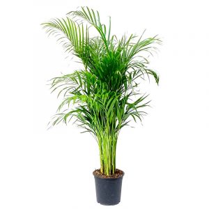 Areka Palmiyesi Areca Lutescens 100cm