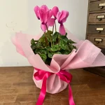 Tavşankulağı Cyclamen - Hediyelik