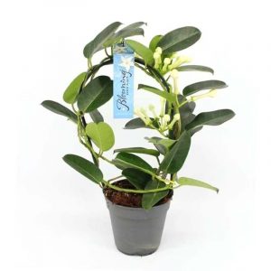 Stephanotis Floribunda Madagaskar Yasemini 12cm - 40cm