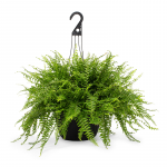 Pancur Çiçeği - Nephrolepis Exaltata 19cm Askılı