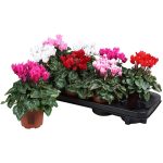Tavşankulağı Cyclamen 10,5cm - 25cm