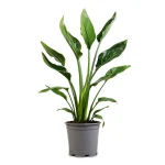 Turuncu Cennet Kuşu Streletzia Reginae 24cm