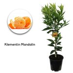 Mandalin Klementin 150cm
