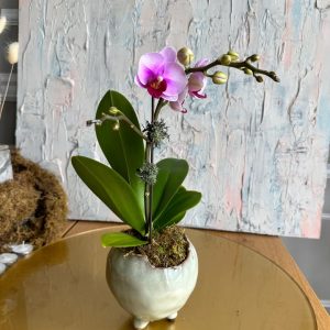 Mini Orkide Tek Dal SAKSISIZ