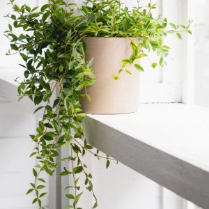 Peperomia Angulata Rocca Askılı (Saksısız)