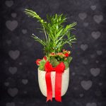 Mini Aşk Bahçesi Aranjman - Kırmızı/Krem