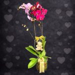 Cam Saksılı Ayıcıklı Orkide Aranjmanı (Çift Dal)