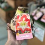 Amaryllis Jumbo Red/White - Güzel Hatun Çiçeği Soğanı (TEKLİ)