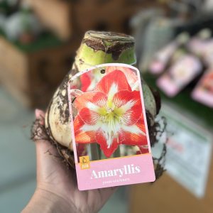 Amaryllis Jumbo Red/White - Güzel Hatun Çiçeği Soğanı (TEKLİ)