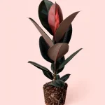 Siyah Kauçuk Ficus Abidjan 17cm