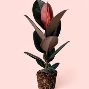 Siyah Kauçuk Ficus Abidjan 17cm